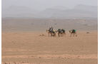 Rallye des Gazelles, Wüste, Kamele
