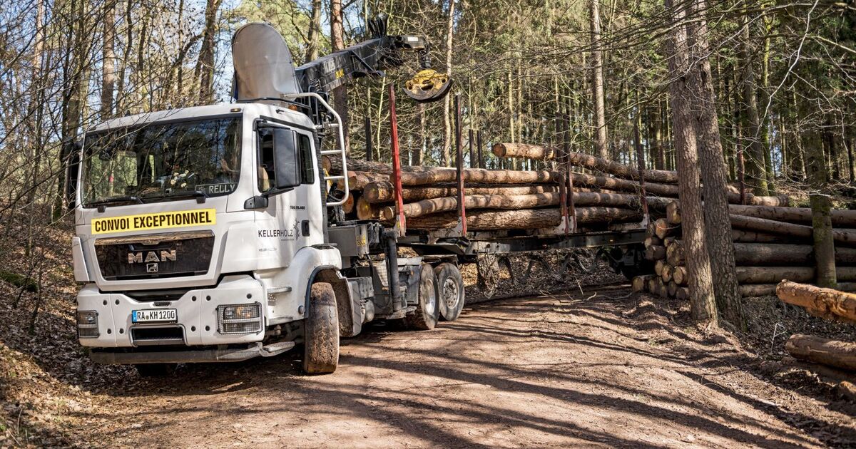 Langholztransporte: Kein ungefährlicher Truckjob - eurotransport